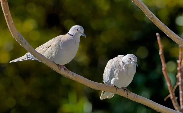 Eurasian Collared Dove Streptopelia Decaocto Greece — Stock Photo, Image