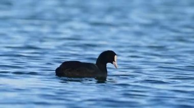 Coot (Fulica atra), Girit, Yunanistan