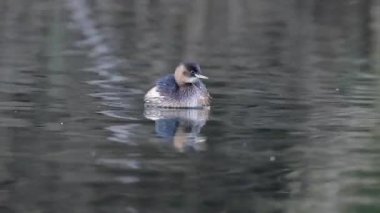 Küçük Yunus (Tachybaptus ruficollis), Girit