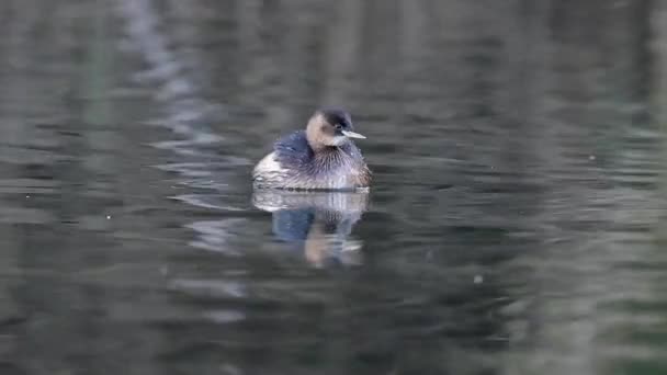 Küçük Yunus Tachybaptus Ruficollis Girit — Stok video