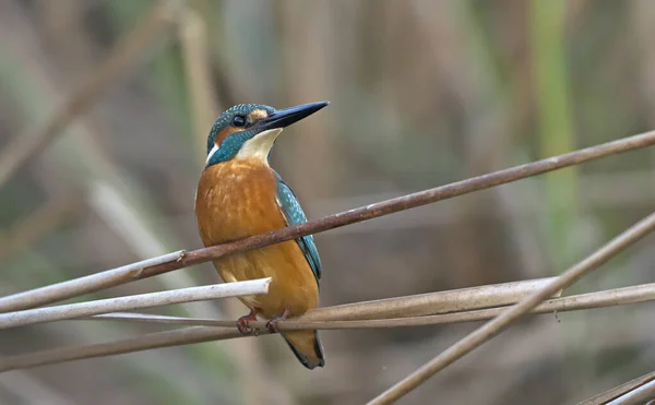 Kinfisher Alcedo Atthis Grèce — Photo