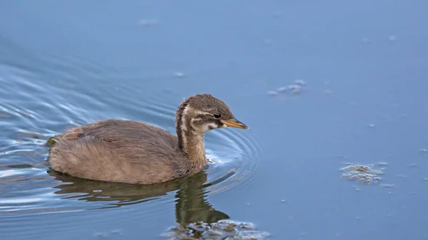 Pequeno Grebe Juvenil Tachybaptus Ruficollis Creta — Fotografia de Stock