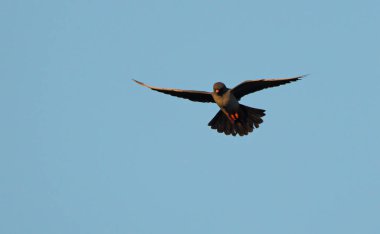 Kızıl Ayaklı Şahin (Falco vespertinus), Yunanistan