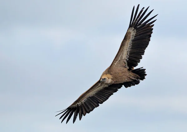 Griffon Abutre Gyps Fulvus Creta — Fotografia de Stock