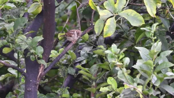 Bruant Italien Passer Italiae Crète — Video