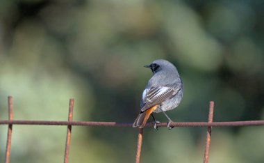 Kara kızılkuyruk (Phoenicurus ochruros), Crete