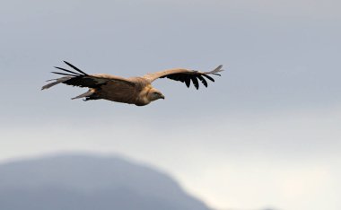 Kızıl akbaba (Gyps fulvus), Crete, Yunanistan