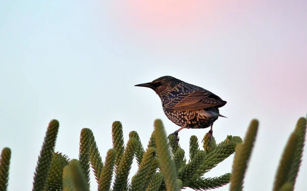 Star Sturnus Vulgaris Griechenland — Stockfoto