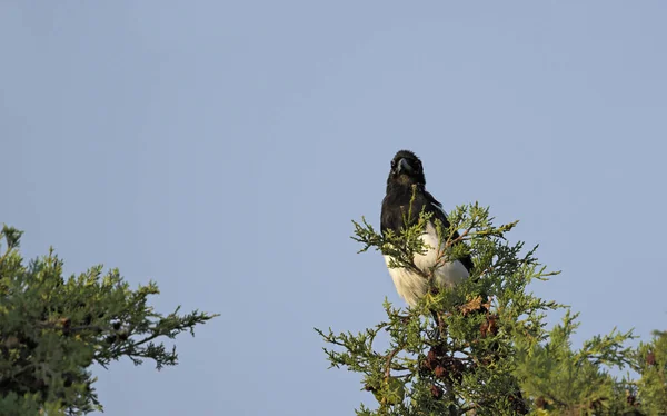 Magpie Pica Pica Grekland — Stockfoto