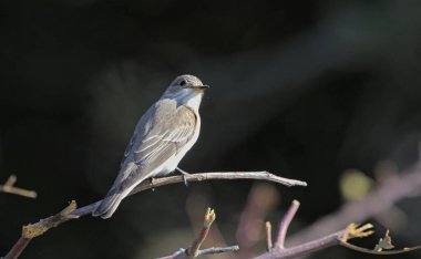 Görülen sinekkapan (Muscicapa striata), Girit, Yunanistan