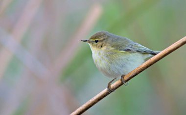 Genel Chiffchaff (Phylloscopus collybita), Yunanistan
