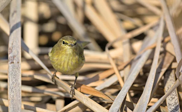 Вівчарик Ковалик Phylloscopus Collybita Греція — стокове фото