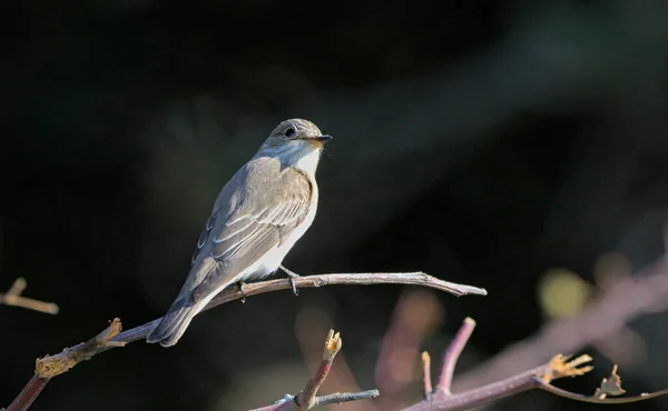 Spotted Flycatcher Muscicapa Striata Crete Greece — Stock Photo, Image