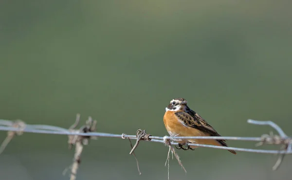 Whinchat Saxicola Rubetra Grecja — Zdjęcie stockowe