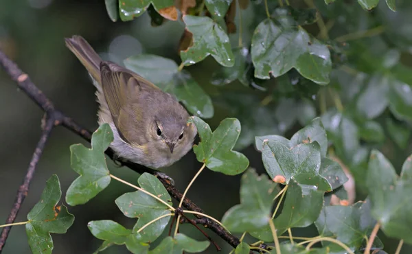 Parula Bonelli Orientale Phylloscopus Orientalis Grecia — Foto Stock