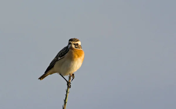 Whinchat Saxicola Rubetra Ελλάδα — Φωτογραφία Αρχείου