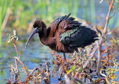 Parlak Ibis - Plegadis falcinellus, Crete