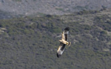 İmparatorluk Kartalı (Aquila heliaca), Girit