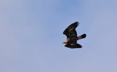 Altın Kartal (Aquila chrysaetos), Girit