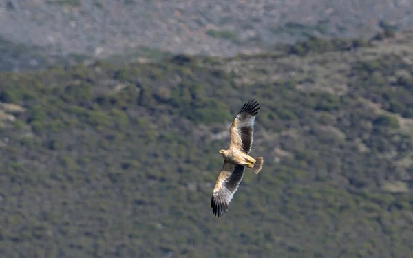 Imperial Eagle Aquila Heliaca Κρήτη — Φωτογραφία Αρχείου