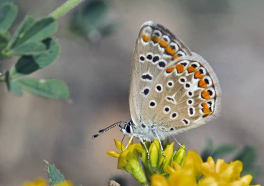 Ortak Mavi - Polyommatus icarus, Yunanistan 