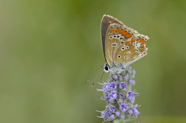 Brown Argus (Aricia agestis), Yunanistan