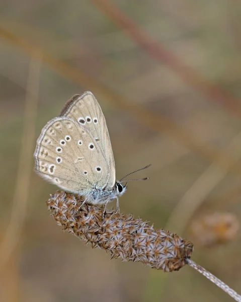 Polyommatus Admetus Nietypowy Błękit Jest Motylem Rodziny Lycaenidae Grecja — Zdjęcie stockowe