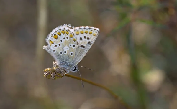 Aricia Anteros Niebieski Argument Jest Europejskim Motylem Rodzinie Lycaenidae Grecja — Zdjęcie stockowe