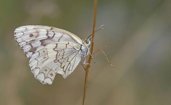 Melanargia Larissa Bałkański Marmurową Biały Motyl Rodzinie Nymphalidae — Zdjęcie stockowe