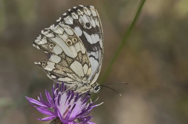 Blanc Marbré Melanargia Galathea Grèce — Photo