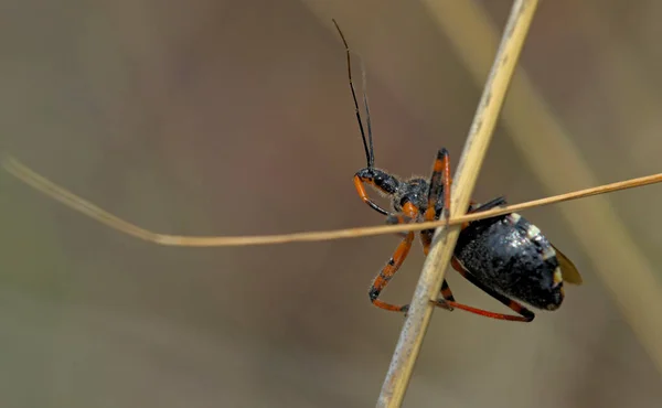 Rhynocoris Adalah Genus Dari Bug Pembunuh Keluarga Reduviidae Subfamili Harpactorinae — Stok Foto