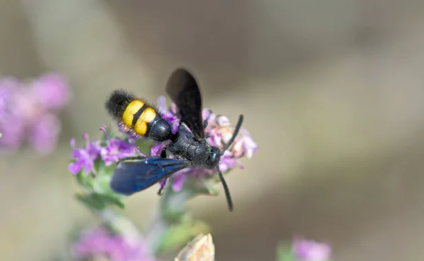 Skolia Hirta Ist Eine Wespenart Aus Der Familie Der Skoliidae — Stockfoto