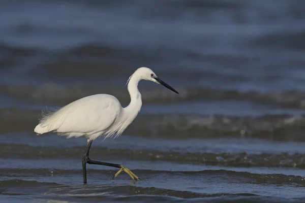 少しの白鷺 Egretta Garzetta ギリシャ — ストック写真