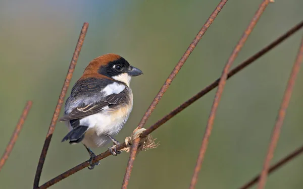 Holzwürger Lanius Senator Kreta — Stockfoto