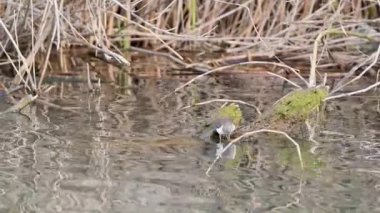 Ortak Çulluk (Actitis hypoleucos) Girit, Yunanistan 