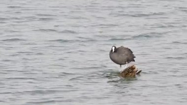 Coot (Fulica atra) gençleri besliyor, Girit, Yunanistan