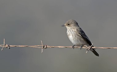 Görülen sinekkapan (Muscicapa striata), Girit, Yunanistan