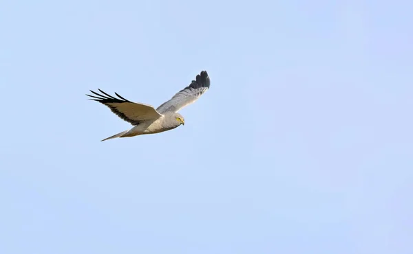 Hen Harrier Circus Cyaneus Kreta — Stockfoto