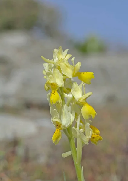 Orchis Pauciflora Sparse Flowed Orchid Crete — стокове фото