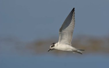 Bıyıklı sumru - Chlidonias hybridus, Crete 