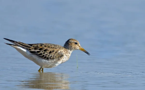 Pectoral Sandpiper Calidris Melanotos Крит Греція — стокове фото