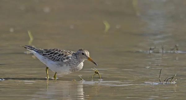 Ψαμμίτης Calidris Melanotos Κρήτη Ελλάδα — Φωτογραφία Αρχείου