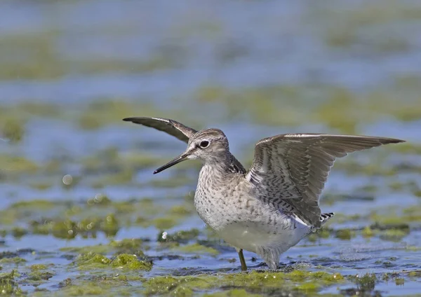 Madeira Sandpiper Tringa Glareola Creta — Fotografia de Stock