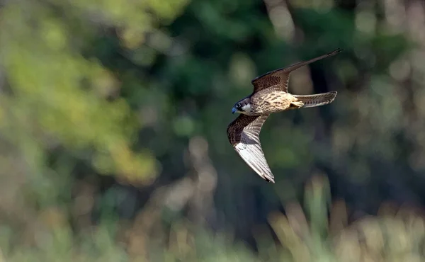 Falco Eleonorae Eleonora Falcon Grecia — Foto Stock