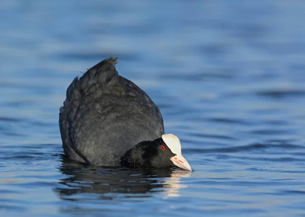 Coot Fulica Atra Creta Grécia — Fotografia de Stock