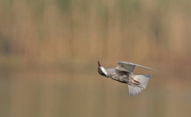 Bıyıklı sumru - Chlidonias hybridus, Crete