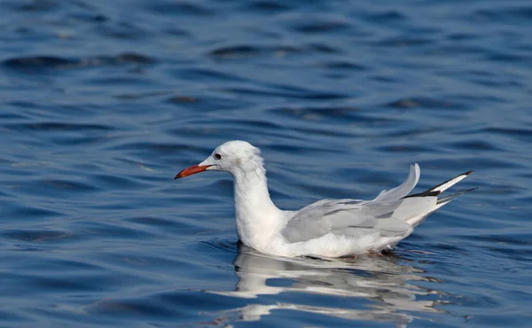 Mouette Bec Mince Chroicocephalus Genei Crète — Photo