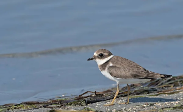 Pluvier Annelé Charadrius Hiaticula Grèce — Photo