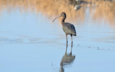 Parlak Ibis - Plegadis Falcinellus, Yunanistan