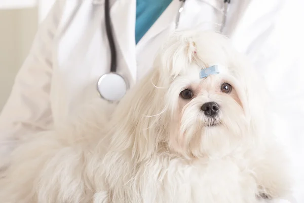 Lindo perro maltés y veterinario — Foto de Stock